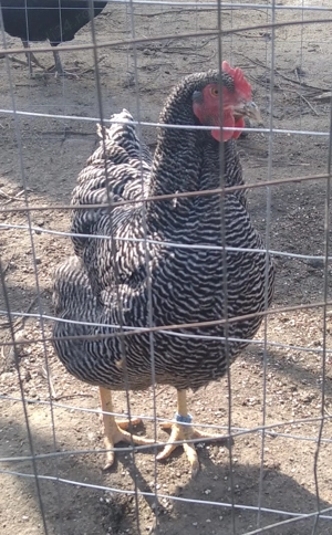 11 pui Plymouth Rock Barat - imagine 5