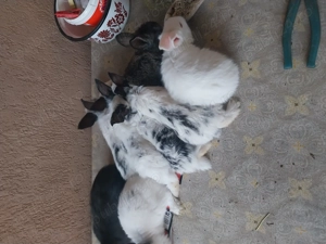 Vand iepurași fluture german - imagine 3