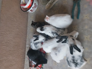 Vand iepurași fluture german - imagine 4