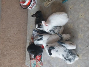 Vand iepurași fluture german - imagine 5