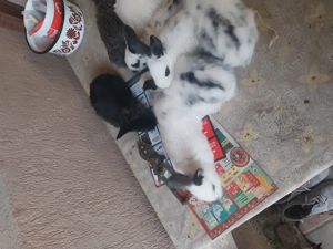 Vand iepurași fluture german - imagine 2