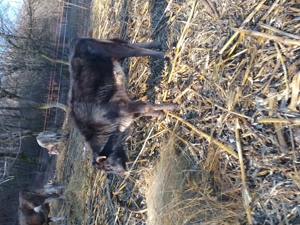 Porc și vițea  - imagine 2