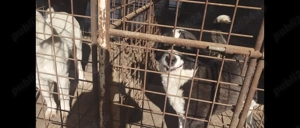 Vând Ciobanesc de Asia centrala  - imagine 3