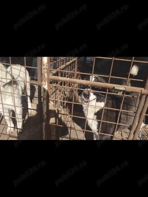 Vând Ciobanesc de Asia centrala  - imagine 9