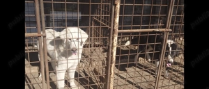 Vând Ciobanesc de Asia centrala  - imagine 5