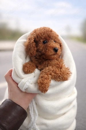 Băiețel pudel poodle