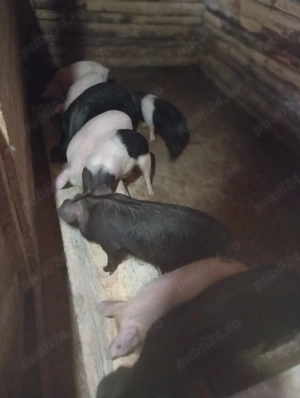 purcei de vânzare  - imagine 5