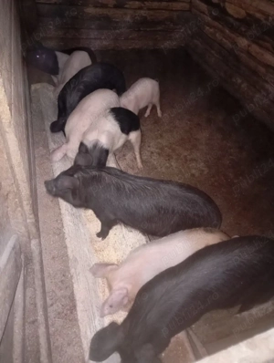 purcei de vânzare  - imagine 4