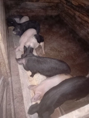 purcei de vânzare  - imagine 2