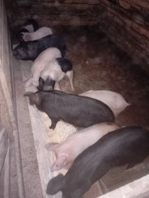 purcei de vânzare  - imagine 3