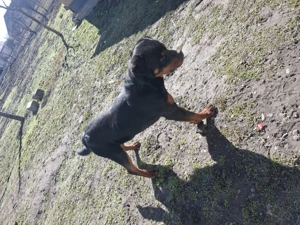 Mascul Rottweiler