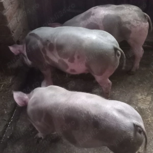 Vând pucele de rasă bune pentru ținut de prasila. 