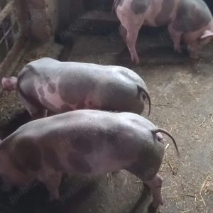 Vând pucele de rasă bune pentru ținut de prasila.  - imagine 5