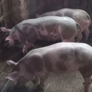 Vând pucele de rasă bune pentru ținut de prasila.  - imagine 3