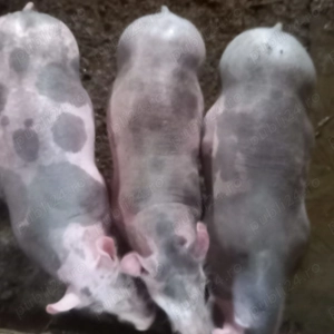 Vând pucele de rasă bune pentru ținut de prasila.  - imagine 4