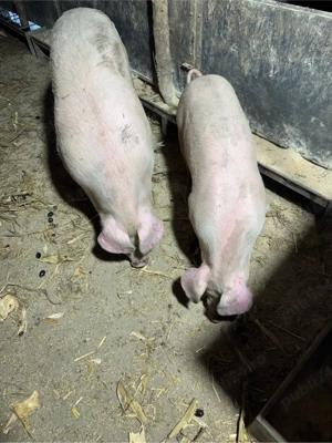 Purcei de vanzare - imagine 2