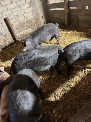 Purcei de vanzare - imagine 5