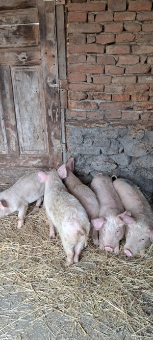 Șoldani marele alb cu landrace - imagine 5