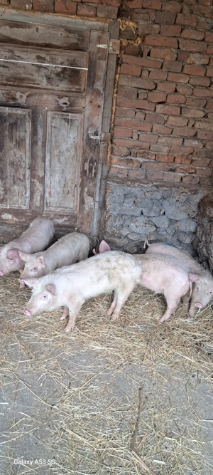 Șoldani marele alb cu landrace - imagine 2