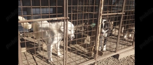 Vând Ciobanesc de Asia centrala  - imagine 10