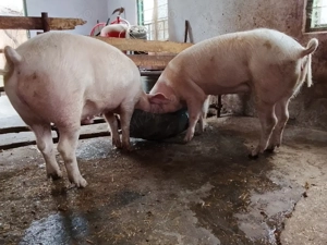 Vind porci - imagine 2