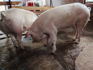 Vind porci - imagine 3