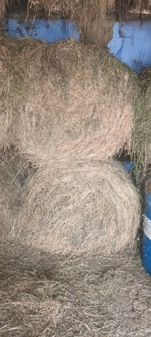 Vând baloți rotunzi de lucernă. 