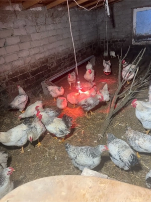 pui si gaini de vanzare - imagine 4