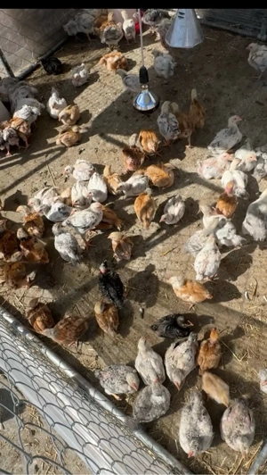 pui si gaini de vanzare - imagine 5