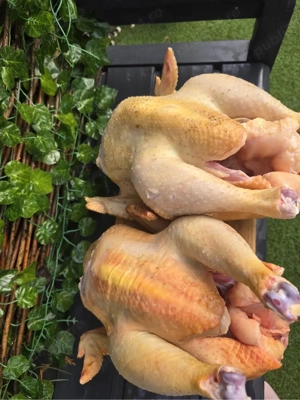 pui si gaini de vanzare - imagine 3