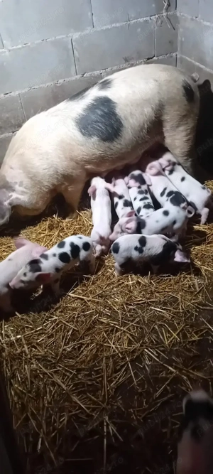 De vânzare scroafa cu purcei  - imagine 2