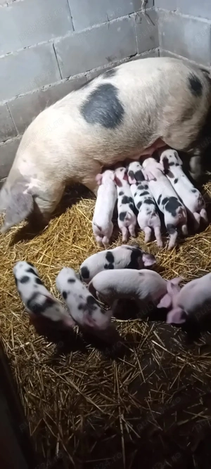 De vânzare scroafa cu purcei 