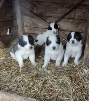 Pui de Ciobanesc de Bucovina  - imagine 2