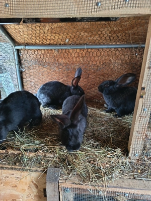 Iepuri Uriaș German Negru  - imagine 4