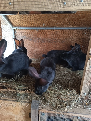 Iepuri Uriaș German Negru  - imagine 5