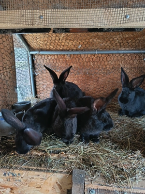 Iepuri Uriaș German Negru  - imagine 2