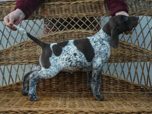 Brac german,pui  - imagine 3