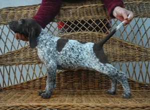 Brac german,pui  - imagine 2