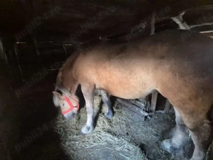 Iapă de vânzare  - imagine 3