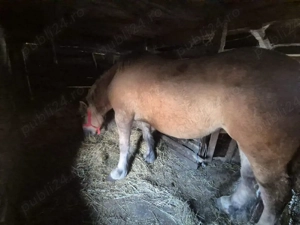 Iapă de vânzare  - imagine 2