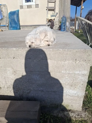 bichon maltez Dâmbovița  - imagine 5