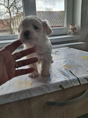 bichon maltez Dâmbovița  - imagine 4