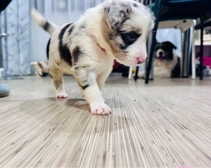 Pui Border Collie cu Pedigree - imagine 3