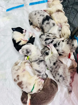 Pui Border Collie cu Pedigree - imagine 6