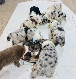 Pui Border Collie cu Pedigree - imagine 4