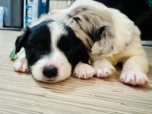 Pui Border Collie cu Pedigree - imagine 2
