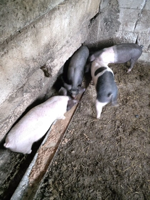 Vand purceii - imagine 3