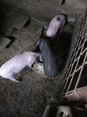 Vand purceii - imagine 2