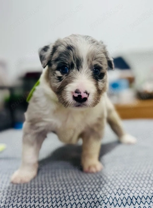 Pui Border Collie cu Pedigree - imagine 9