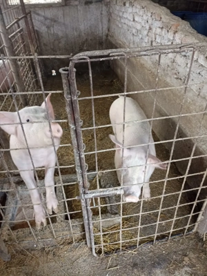 Vând Porci de carne  - imagine 3